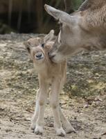 Critically endangered Addax makes debut at ZooMiami