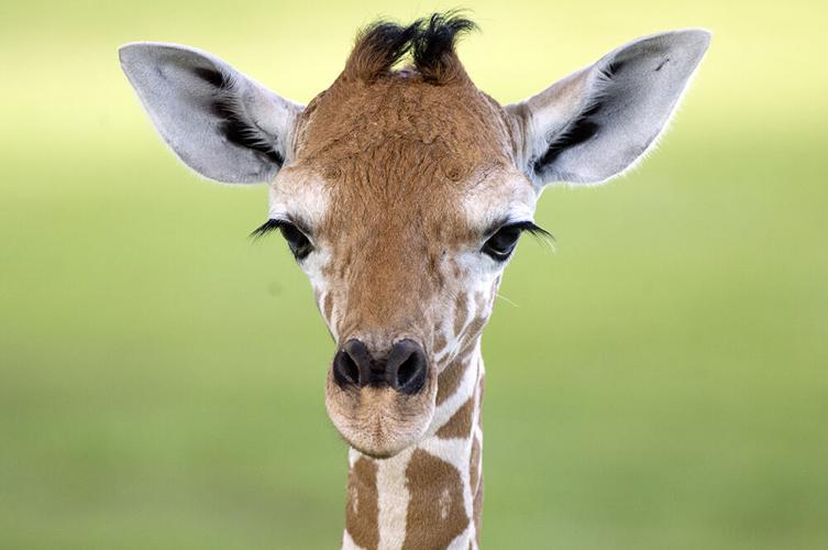 Smiles from the newborn baby giraffe.