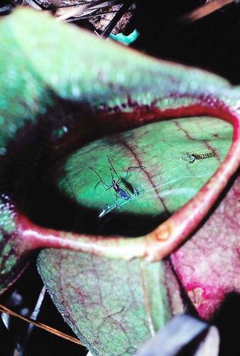 A recently emerged Wyeomyia smithii, the North  American pitcher plant mosquito.
