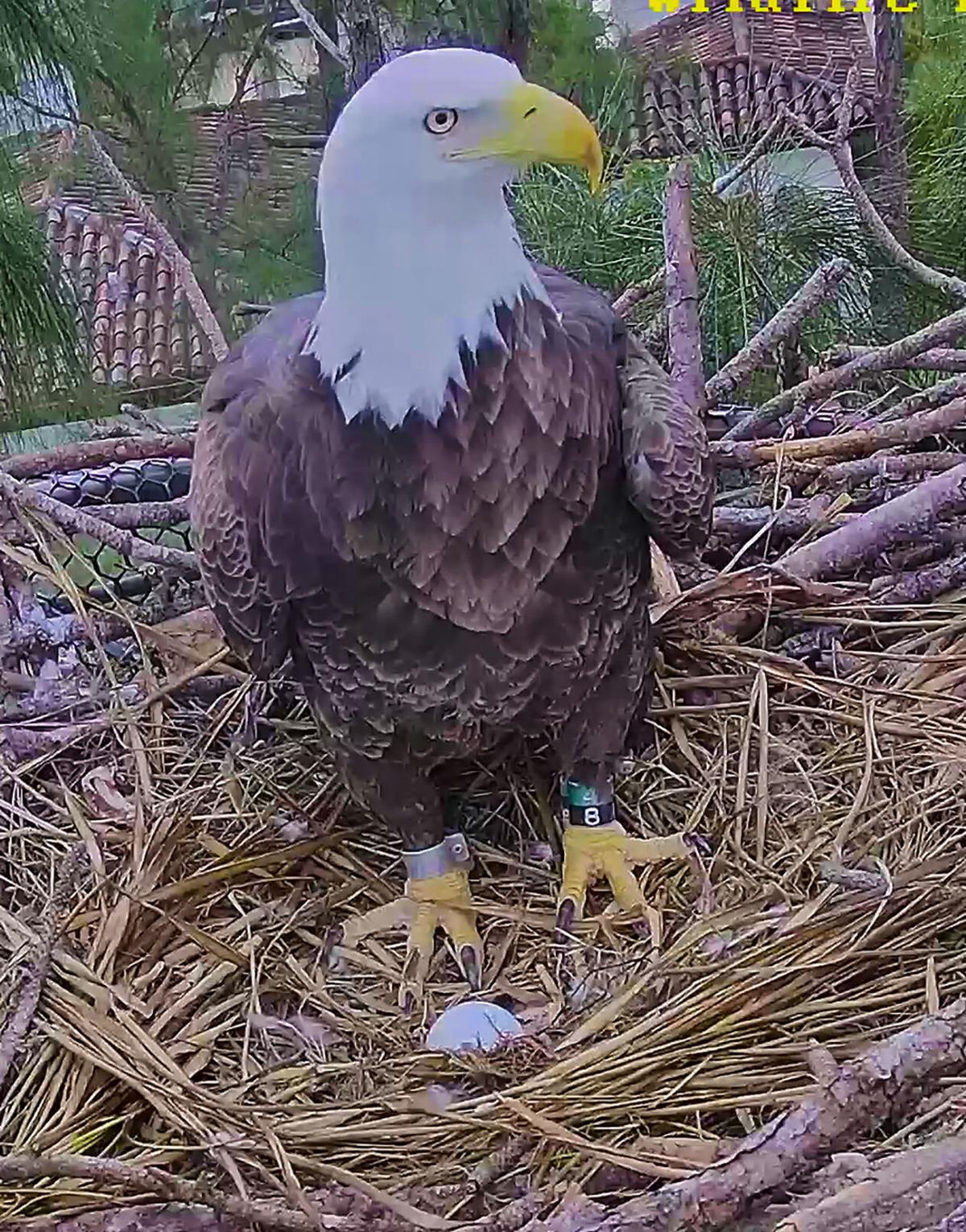 eagle with egg