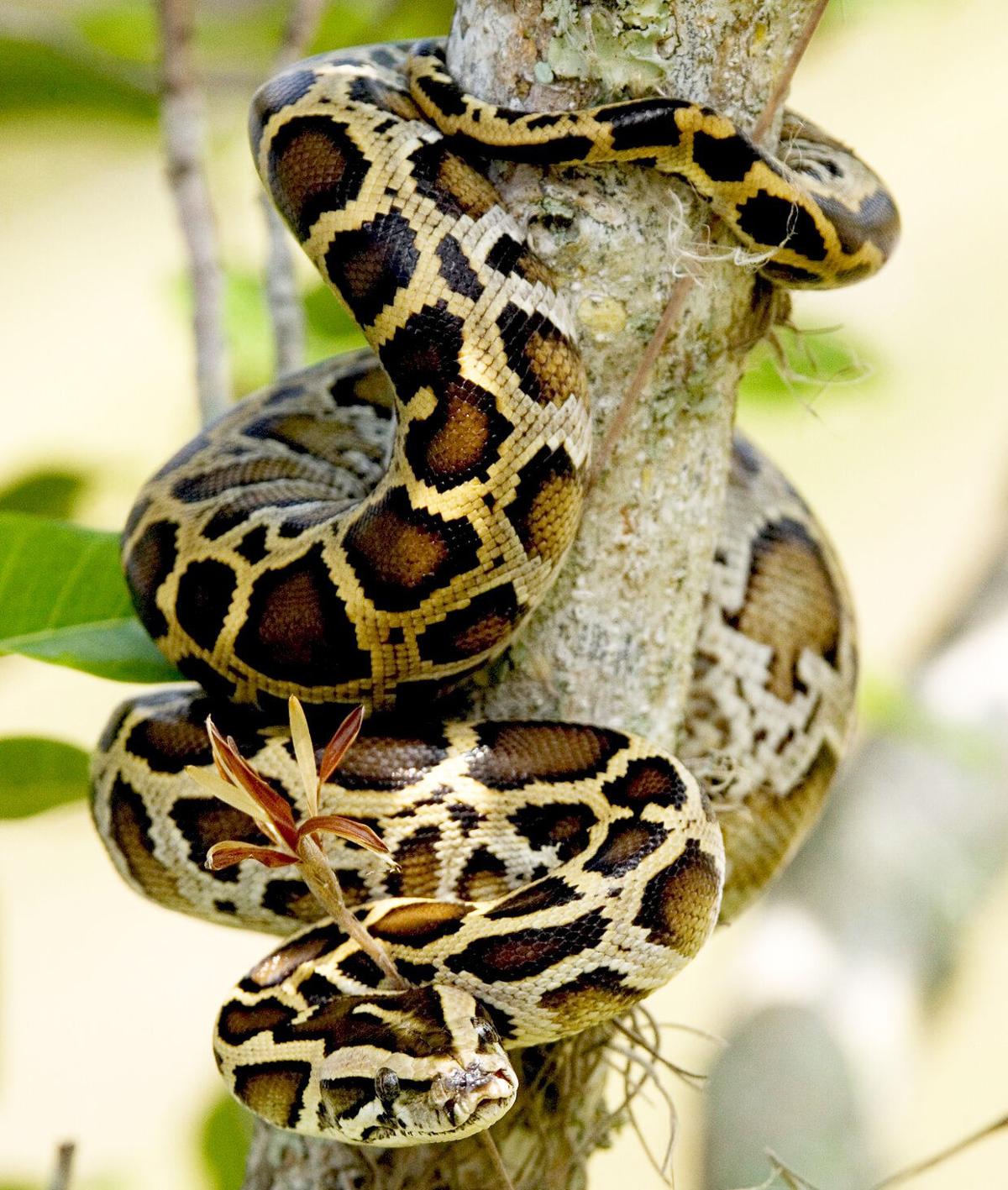 So What s In A Burmese Python Anyway Sports Southdadenewsleader