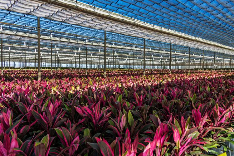 AGRI Shadehouse