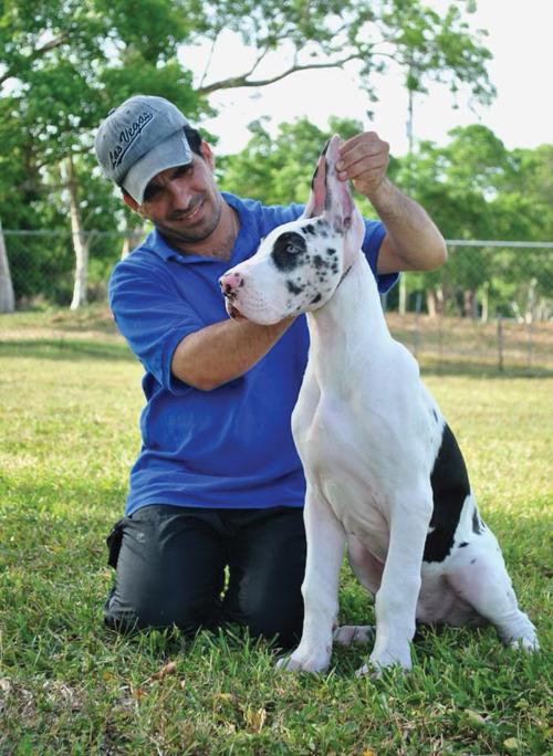 Stolen Great Dane Puppies Still At Large Florida City Southdadenewsleader Com