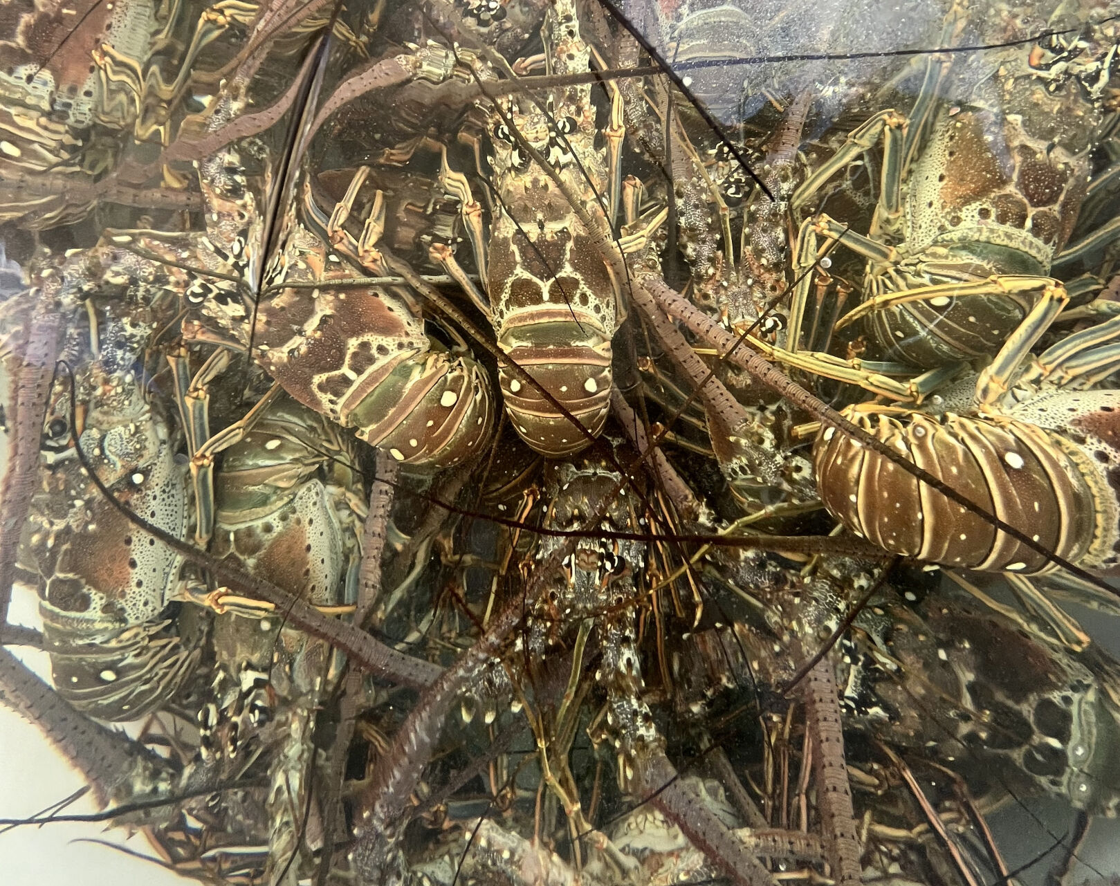 Lobster