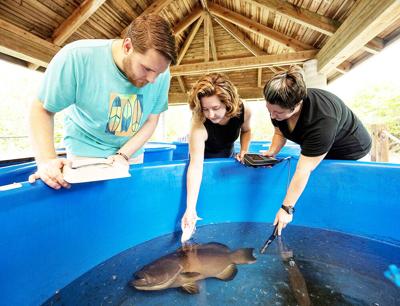 Caeley Flowers (center) and fellow student Marine Research Assistants, check on a female black grouper at CFK.