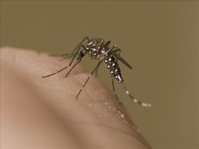 mosquitoes