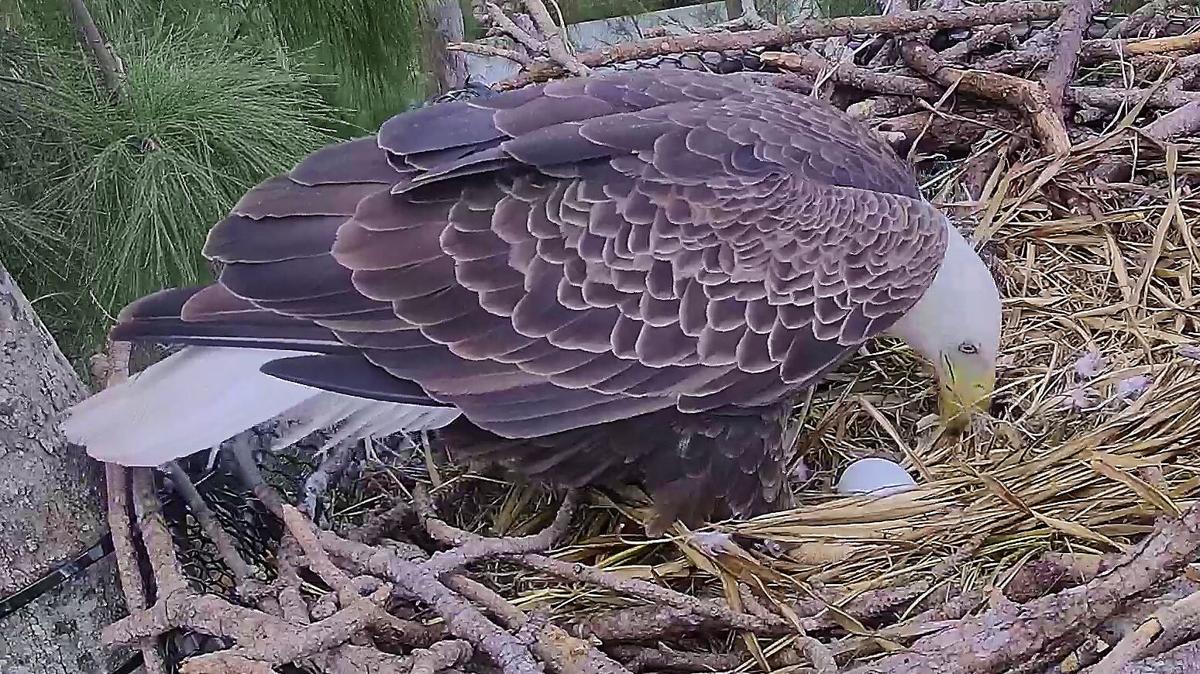 eagle with egg 2