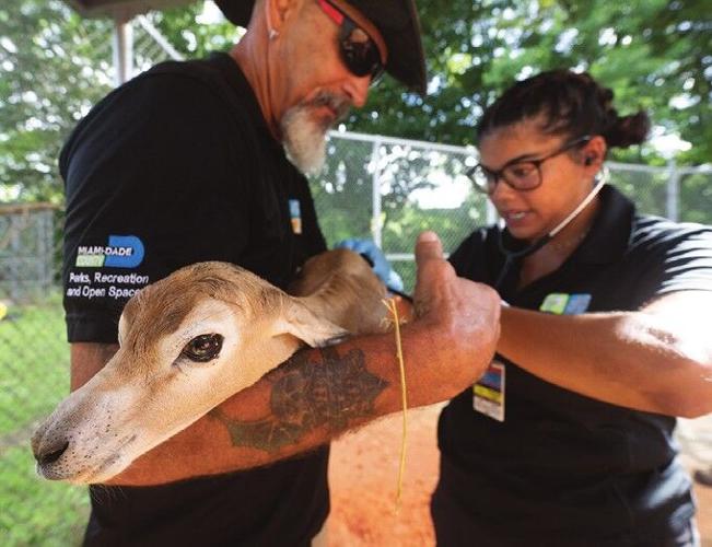 Zoo Miami staff examining the Addra gazelle calf