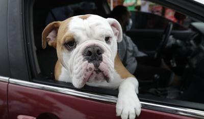 Otto the bulldog