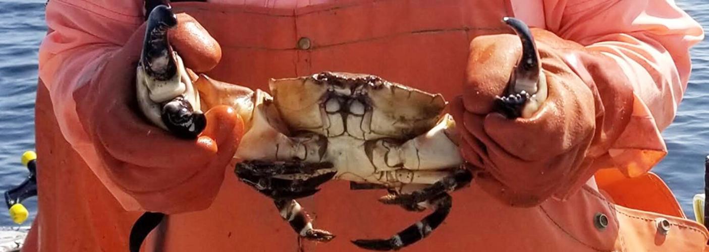 A scientist out on the ocean holds up a stone crab with a large claw.