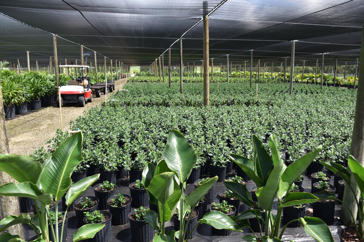 Miami Dade Nurseries 1 In Florida Says Usda Report News Southdadenewsleader Miami Dade Nurseries 1 In Florida Says