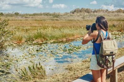 Florida wetlands walking tour woman tourist taking photo with camera of wildlife animal. Bird watching, alligators, fish in the marsh mangrove of the Everglades, Keys, USA