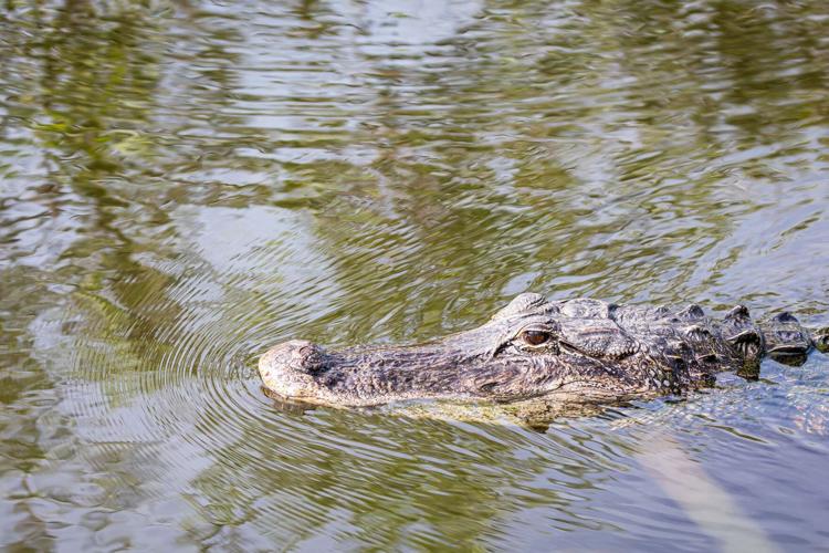 one of the largest animals seen in the park is the alligator. This 7-foot specimen was cruising along oblivious to the group  of tourists taking pictures nearby.