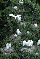 Great egrets on nests in trees.      Photo: UF/IFAS