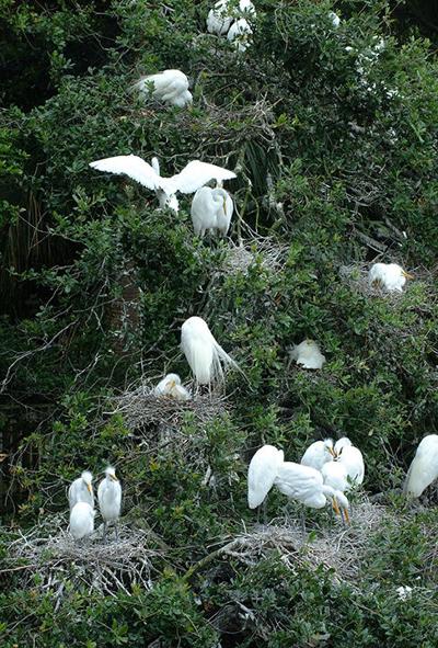 Great egrets on nests in trees.      Photo: UF/IFAS