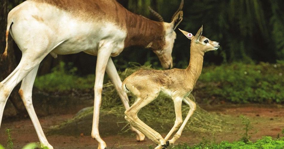 Addra gazelle calf beside an adult gazelle