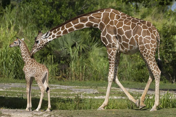 New mama ‘Sabra’ and her newborn baby daughter are doing well at Zoo Miami.