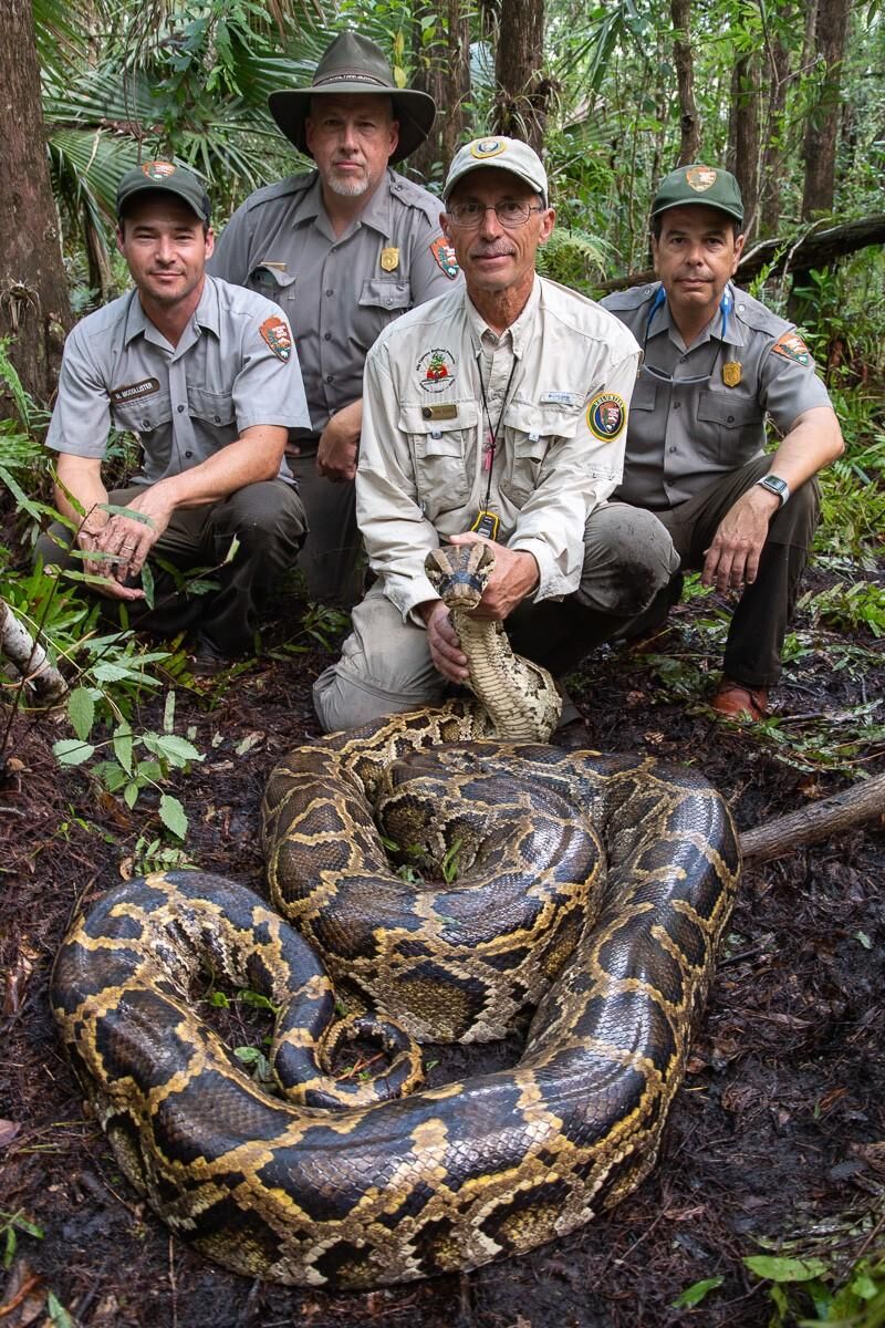 Tracking And Removing Burmese Pythons In South Florida | Sports ...