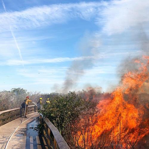 During (above) the Royal Palm fire. Fire crews used drip torches to light the prescribed, or planned, fire. Prescribed fire is used to clear vegetation to lessen the chance of wildfire.