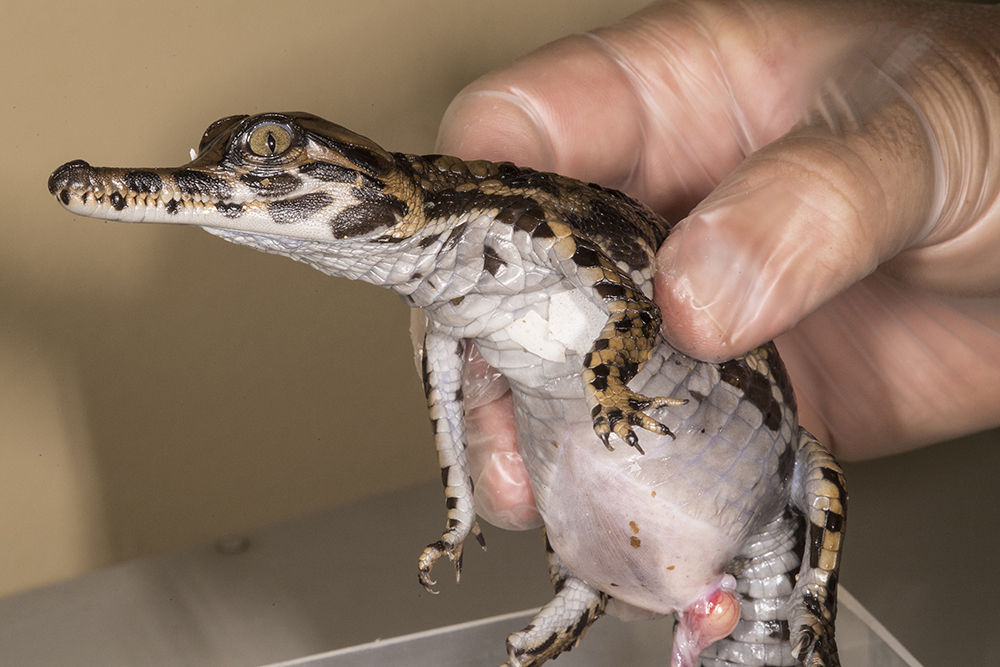 baby gavial