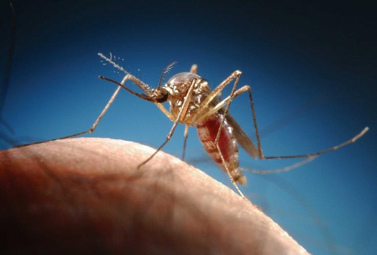 The eastern treehole mosquito can often be found in water-holding cavaties of live oak, huckberry and other types of trees.