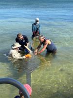 Biologists Rescue Sawfish in the Florida Keys