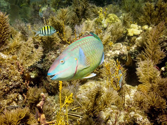 reef2