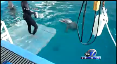 Venice Victim Of Tragedy Gets To Meet Dolphin With Prosthetic Tail State Southdadenewsleader Com