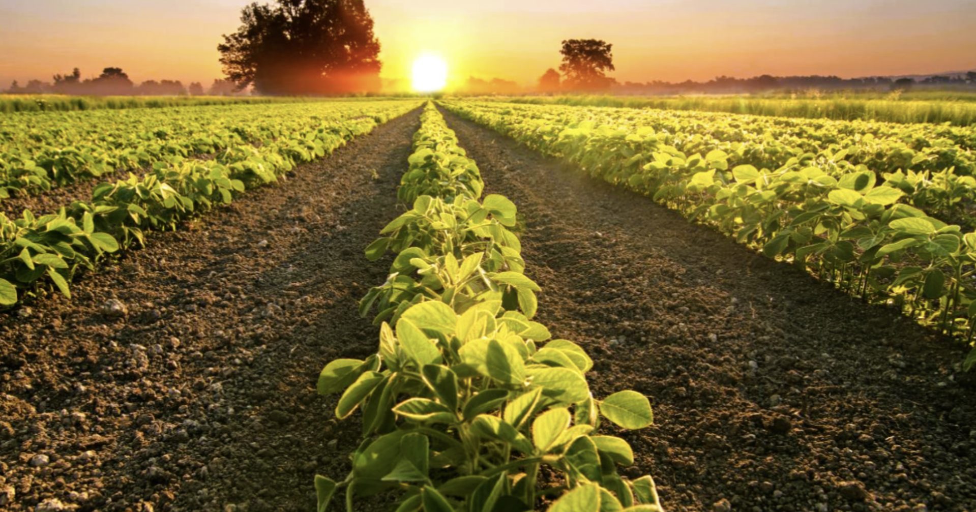 Op Ed: American agriculture needs farm workforce modernization - Vimarsana News