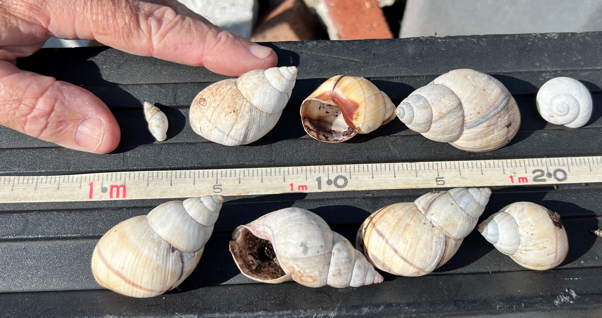 Snails Shells Florida County land purchase discovers population of imperiled Florida Banded ...