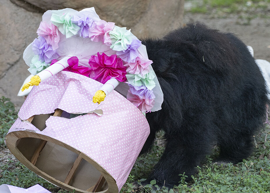 Oldest Sloth Bear in North America Celebrates 26th Oldest Sloth Bear in North America Celebrates 26th