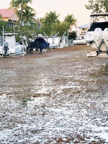 On April 15th, a canal in Key Largo was covered with deep sargassum. This mm101, oceanside canal very, very rarely has any sargassum whatsoever.  It lingered for four days  before heavy rain came and seemed to send it back out.