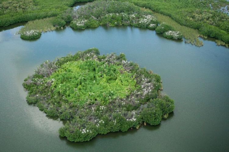 NPS - Paurotis Pond