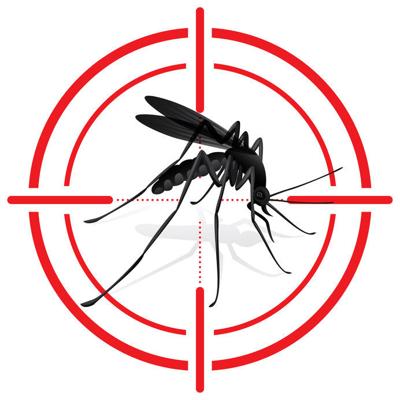 mosquito