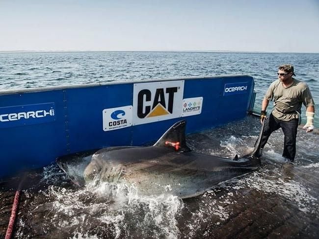 Ocearch crew tags Katharine the shark