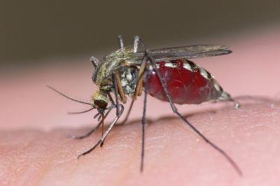 Mosquito