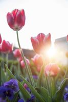 Arrangement of colorful spring flowers in the public park, springtime