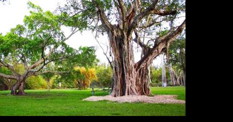 Mayor Levine Cava to launch first-ever Biscayne Bay Friendly campaign and clean-up at Matheson Hammock Park - Vimarsana News