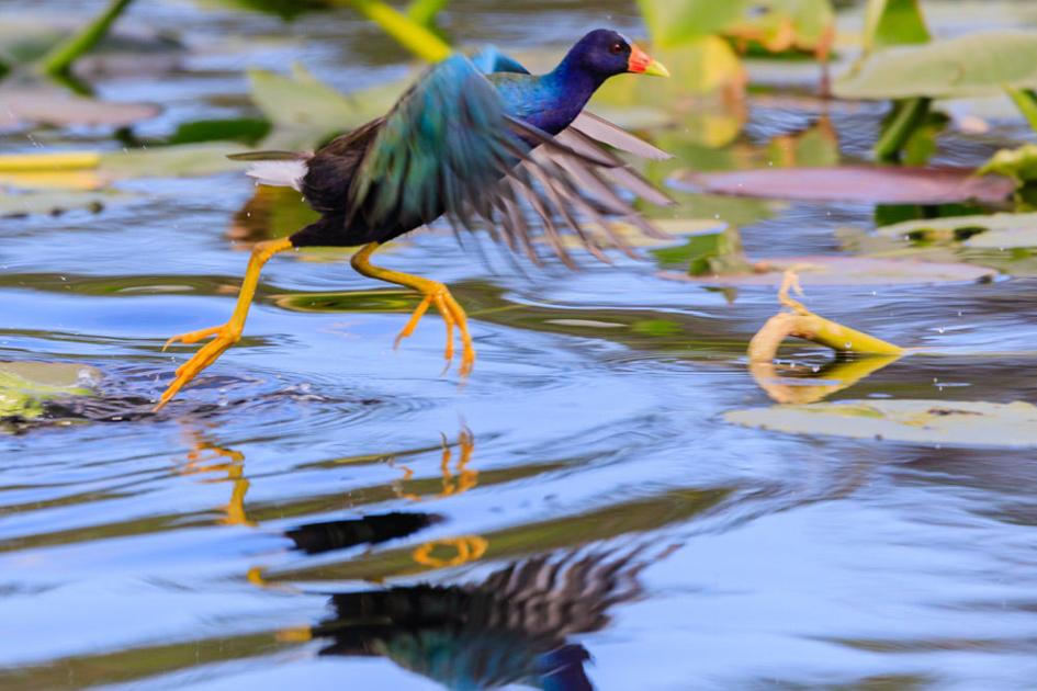 Everglades National Park bird watching flies above the rest | News