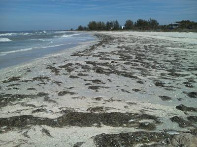 Red Tide Sarasota County - 1/18/13