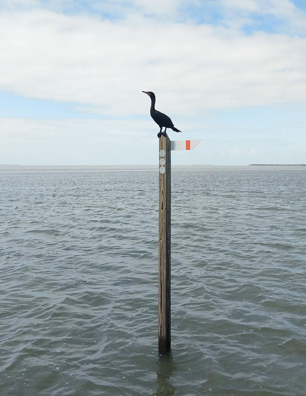 Decisions that Shape Florida Bay News