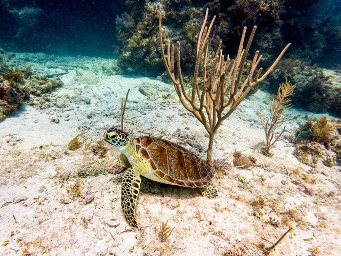reef 4