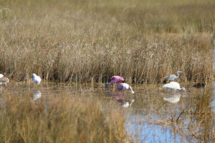 Roseate Spoonbills, White Ibises,  Tricolored Herons and Snowy Egrets forage in Everglades National Park. These are just a few  of the many species of water birds that are  increasing in numbers in the park to take  advantage of the effects of our very ...