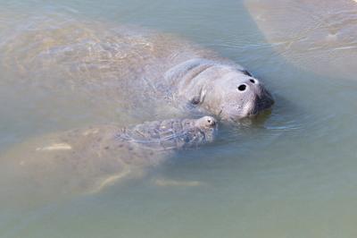 Florida Manatee Underwater with Snorkelers