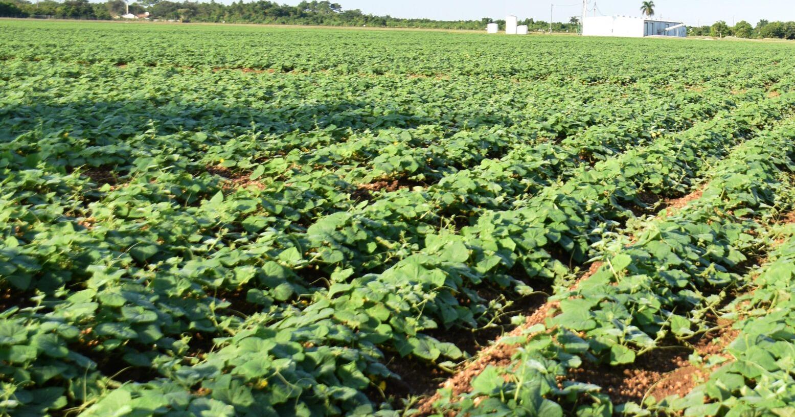 Rural Land Program Draws Applicants - Vimarsana News