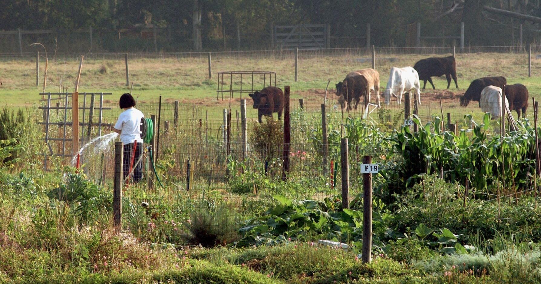 Starting a farming business? UF/IFAS hosts virtual English and Spanish workshops for beginners - Vimarsana News