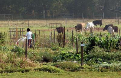 UF vegetable garden.