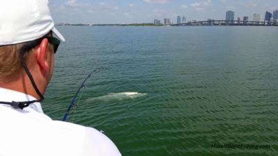 Tarpon Battle
