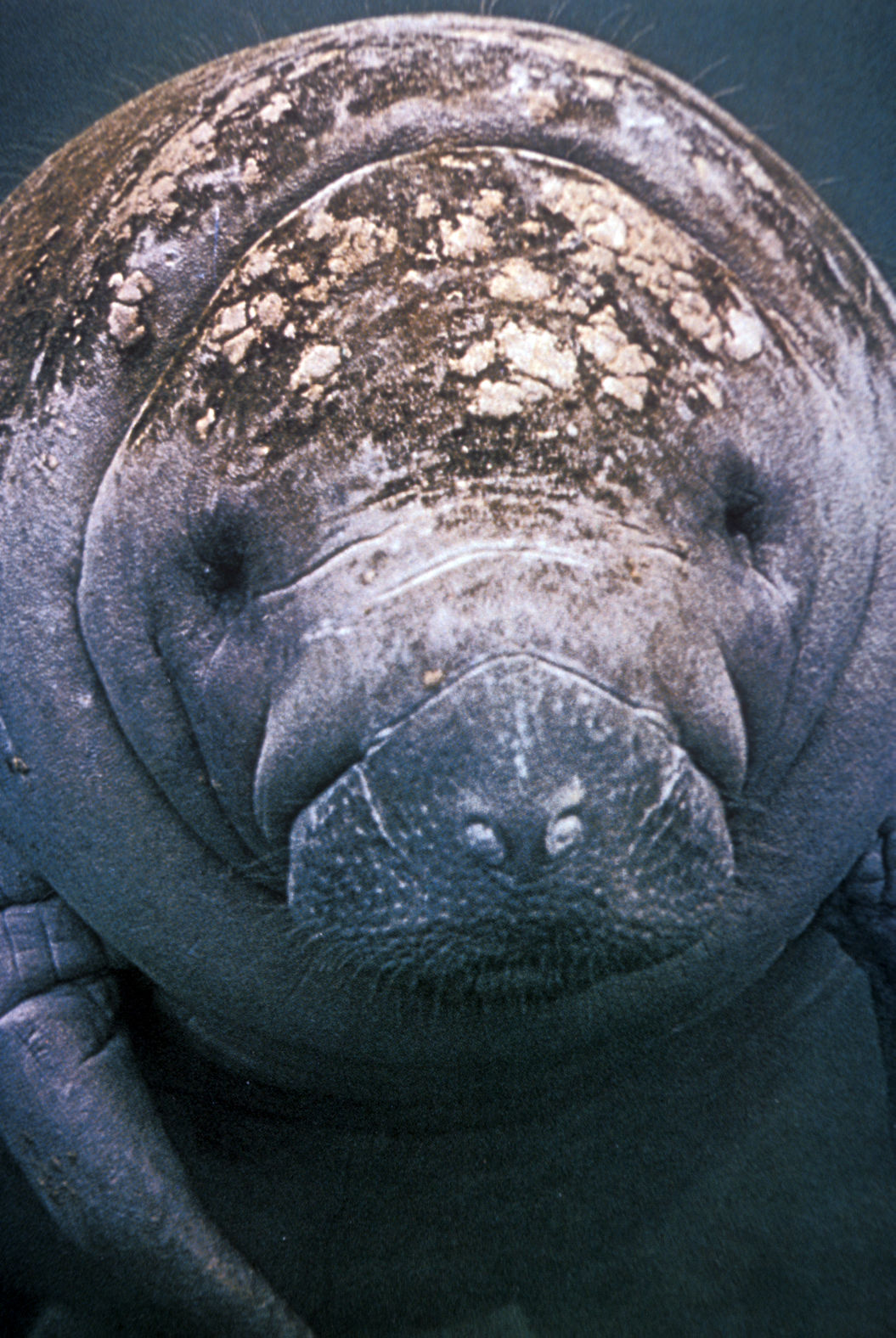 Manatee rescue and recovery in Everglades | News | southdadenewsleader.com