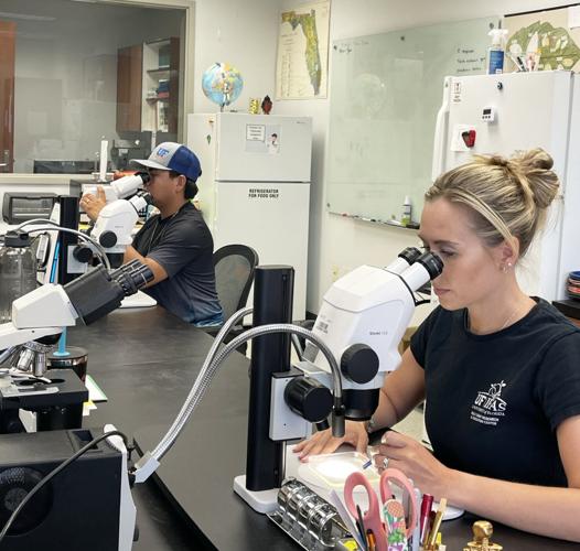 Jamie Hernandez, left, and Tiffani Long from the lab of UF/IFAS entomologist Hugh Smith, look through microscopes to examine bean flower thrips -- known scientifically as Megalurothrips  usitatus.       				              UF/IFAS
